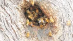 APICOLTURA NATURALE la natura fa meglio dell’uomo